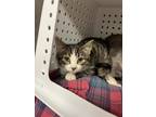 Reggie Domestic Shorthair Kitten Male