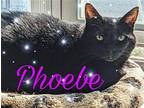 Phoebe Domestic Shorthair Adult Female