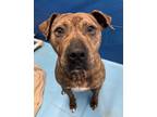 Tiger American Pit Bull Terrier Adult Male