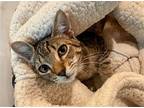 Panini Domestic Shorthair Kitten Female