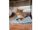 Flame Domestic Longhair Adult Male