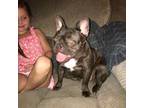 French Bulldog Puppy for sale in Camdenton, MO, USA