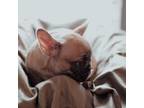 French Bulldog Puppy for sale in Loveland, CO, USA