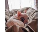 French Bulldog Puppy for sale in Loveland, CO, USA