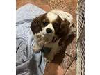 Tucker. ADOPTED Cavalier King Charles Spaniel Adult Male