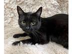 Lina Domestic Shorthair Young Female