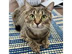 Katy Domestic Shorthair Adult Female