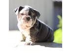 English bulldog