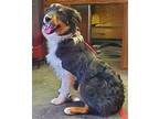 HUMBLE OLIVER Australian Shepherd Adult Male