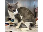 Kitty Girl Domestic Shorthair Adult Female