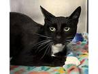 Quincy Domestic Shorthair Adult Male