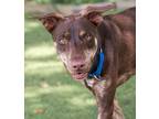Domingo (Cocoa Adoption Center) Hound (Unknown Type) Adult Male