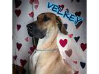 Velkey Great Dane Puppy Male