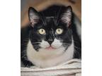 Little Miss Domestic Shorthair Senior Female