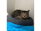 Garcia Domestic Shorthair Young Male