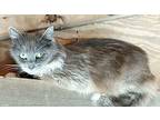 Celeste Domestic Shorthair Adult Female