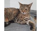 6523 Bumper Domestic Shorthair Young Female