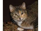 Plymouth (Spayed) Pics 3/9/24 Domestic Shorthair Adult Female