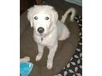 Teddy Great Pyrenees Puppy Male
