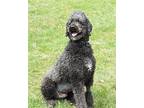 GREAT GUS Poodle (Standard) Adult Male
