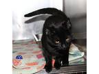 Pudding Domestic Shorthair Adult Female