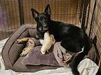 Yasmin German Shepherd Dog Young Female