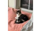 Pepper 9 Domestic Shorthair Adult Female