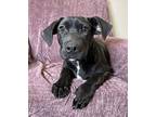 Gyro Labrador Retriever Young Male