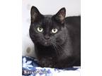 Raisin Bran Domestic Shorthair Adult Female