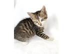 Mateo Domestic Shorthair Kitten Male