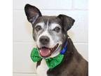 Mars Mixed Breed (Large) Senior Male