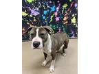 Berry* Mixed Breed (Large) Adult Male