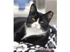 Yavanna Domestic Shorthair Kitten Female