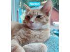 Norton Domestic Shorthair Kitten Male