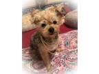 Hannah Yorkie, Yorkshire Terrier Adult Female