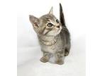 Joaquin Domestic Shorthair Kitten Male