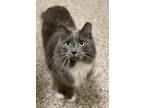 Henry Domestic Shorthair Adult Male