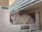 Peggy Sue Domestic Shorthair Adult Female