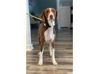 Rosa (Cocoa Adoption Center) Pointer Adult Female