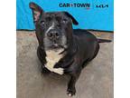 Mort Staffordshire Bull Terrier Senior Male