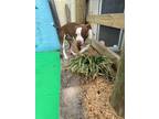 Leelou American Pit Bull Terrier Adult Female