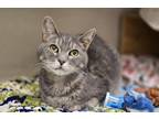 Stephanie Domestic Shorthair Senior Female