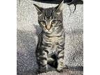 6579 Mushroom Domestic Shorthair Kitten Male