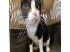 Freckles Domestic Shorthair Young Female