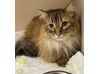 Willow Domestic Longhair Adult Female