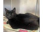 CA 114 Bo-Bo Domestic Shorthair Senior Female