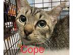Cope Domestic Shorthair Young Female