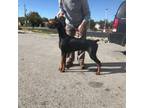 Doberman Pinscher Puppy for sale in Liberty Center, OH, USA