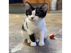 Jingle Domestic Shorthair Kitten Male