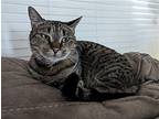 Kat Mandu Domestic Shorthair Adult Male